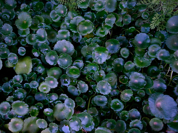 春城花鸟－－－昆明花鸟市场半日游16