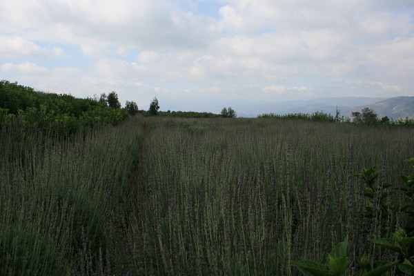 阳宗海边的烤乳猪1