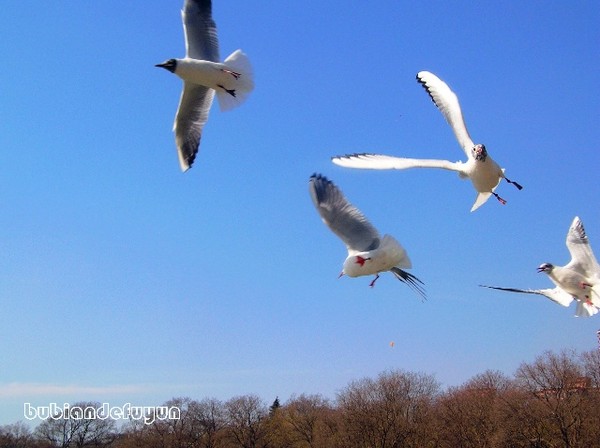 【彩云追梦】（21）在翠湖，幻作红嘴鸥乘风翔梦1