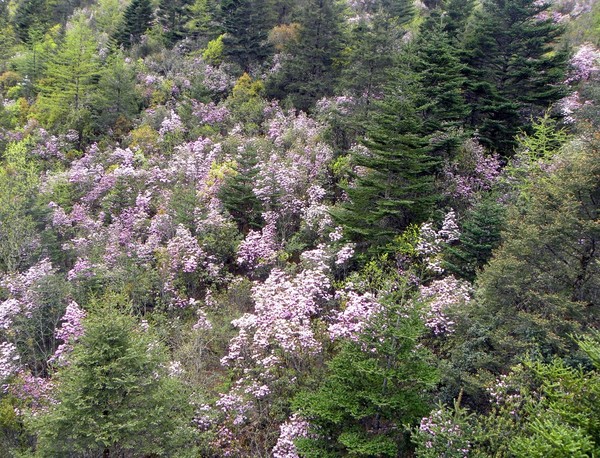 一个80的北京大爷拍的丽江片片，，真是不错！63