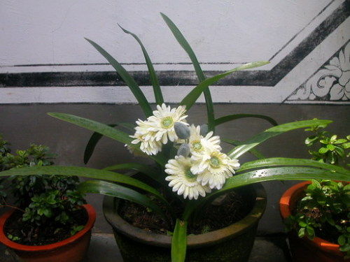 彩云之南——魅力大理(苍山)1