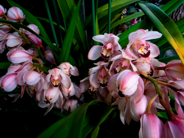 春城花鸟－－－昆明花鸟市场半日游8