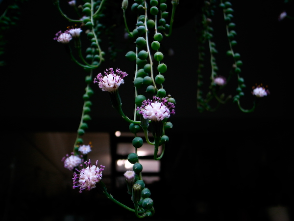 春城花鸟－－－昆明花鸟市场半日游1