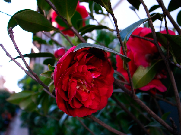 春城花鸟－－－昆明花鸟市场半日游12