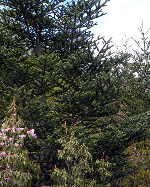 一个80的北京大爷拍的丽江片片，，真是不错！32