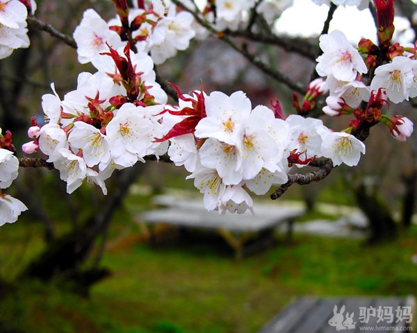 日本著名的旅游景点：红叶落樱下的自然之美8