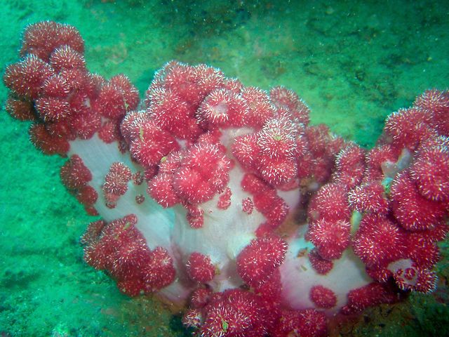  深圳西冲潜水攻略 深圳西冲海滩2