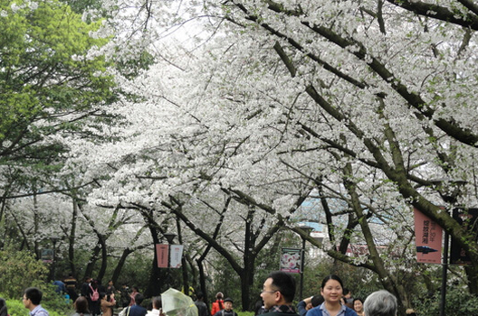 遵义樱花节开通免费公交1