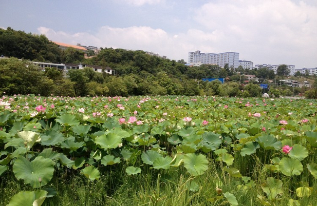 2014贵阳端午节天气1