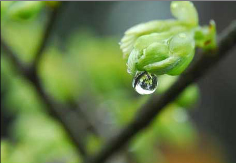 2015年雨水是几月几日1