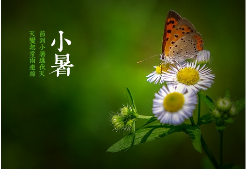 2015小暑节气是哪天