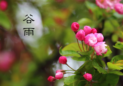 今年谷雨是几号1