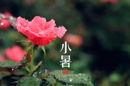 2016小暑节气是什么时候