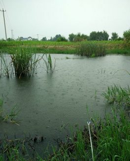 雨水节气钓鱼的技巧是什么