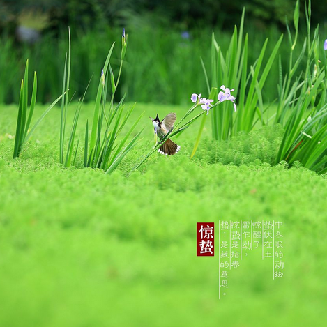 惊蛰节气有哪些传统习俗