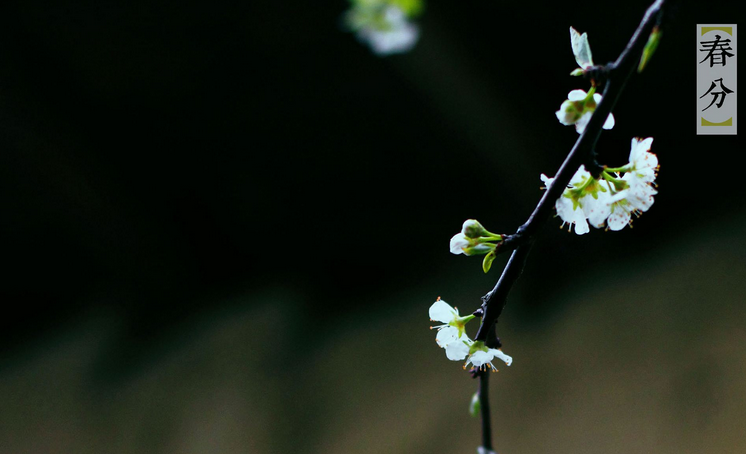 春分节气吃什么好