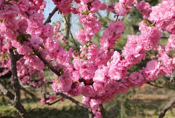 春分开什么花1