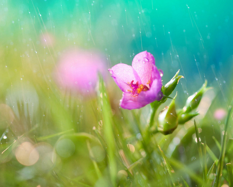 谷雨的习俗有什么1