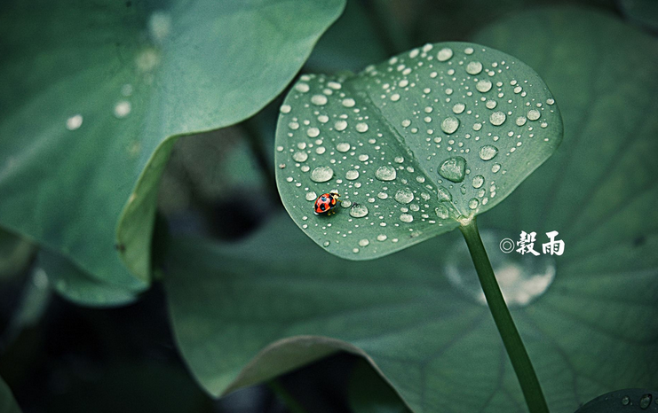 谷雨节气吃什么水果1