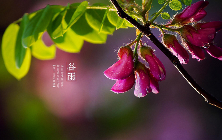 谷雨节气有什么讲究1