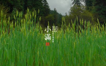 24节气小满是什么意思