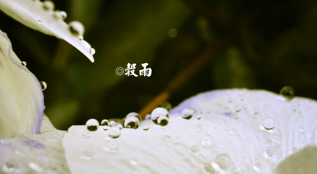 描写谷雨节气的古诗词
