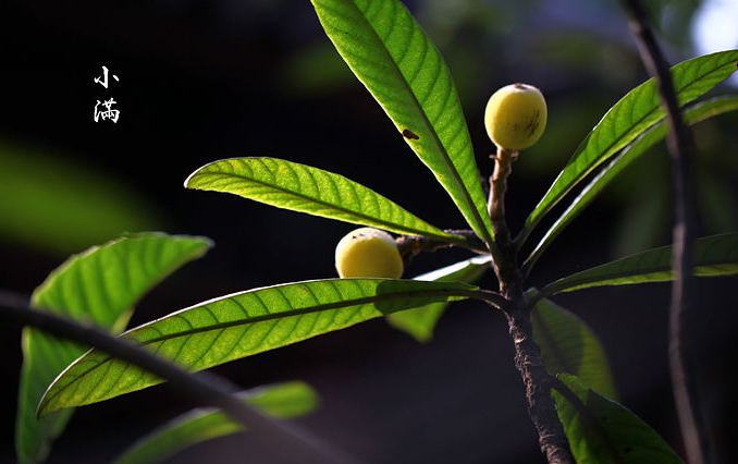 小满风俗特点都有哪些