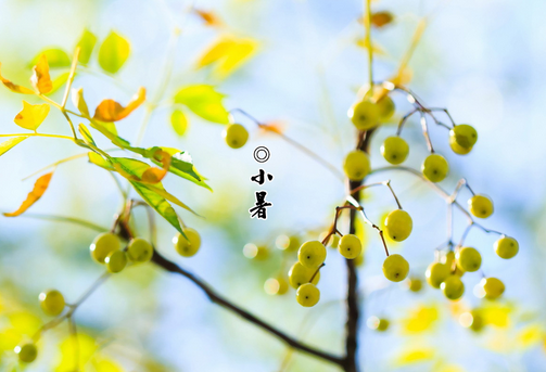 2017年小暑节气是几月几号