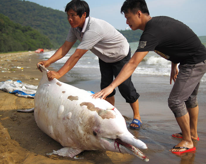 中华白海豚搁浅1