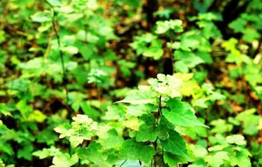 南京现冰川纪植物1