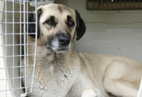 坐汽车能带宠物吗