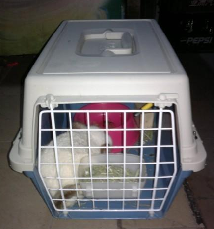 长途汽车能带宠物吗