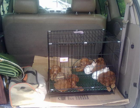 汽车能带宠物吗