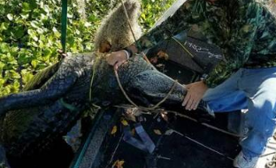 猎人捕巨型短吻鳄1