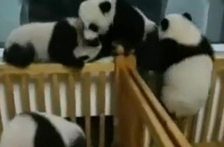 3只大熊猫打群架1