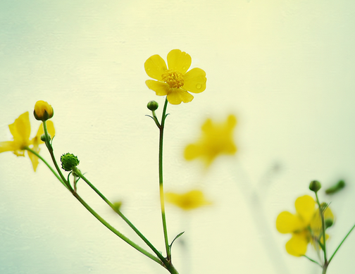 2017年4月有哪些节日1