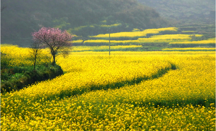清明节可以赏什么花