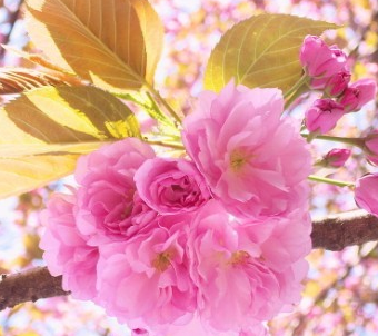 清明节武大还可以看樱花吗