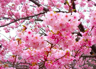 清明适合去哪赏花
