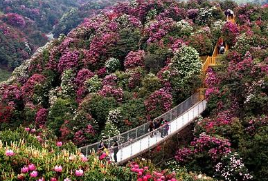 2017清明节去哪里赏花