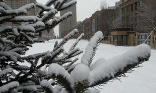 辽宁全境普降大雪1