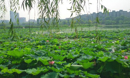 2016年入伏时间1