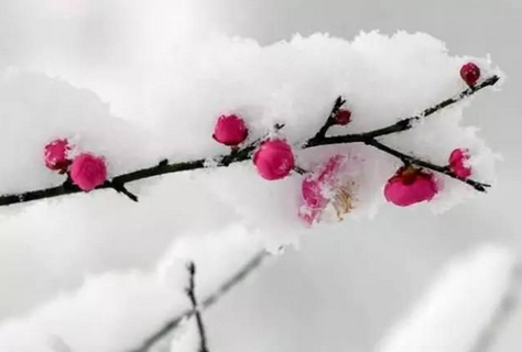 2016年倒春寒什么时候1