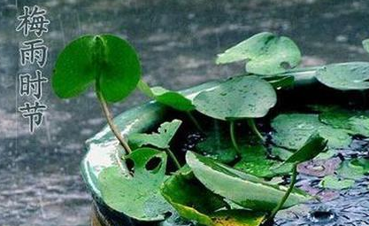 2016年浙江梅雨季节是几月份1