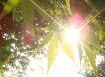 2016入伏是哪一天1