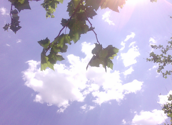 2016年三伏天灸时间1