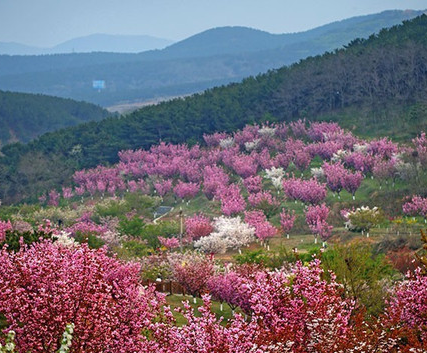 2016大连旅顺樱花节时间1