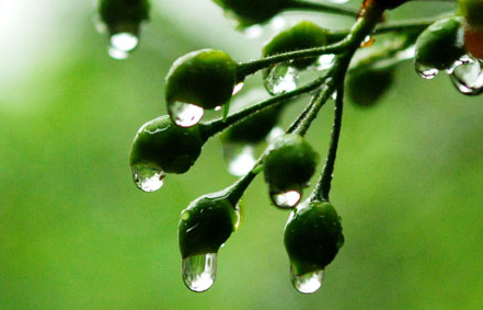 2016年出梅是什么时候1