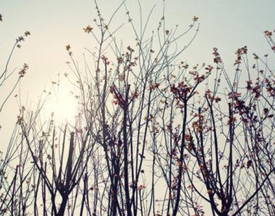 2016年头伏时间1