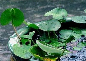 2016年杭州梅雨季节持续多久1